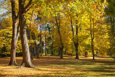 Bir sokak üzerinde sarı sonbahar