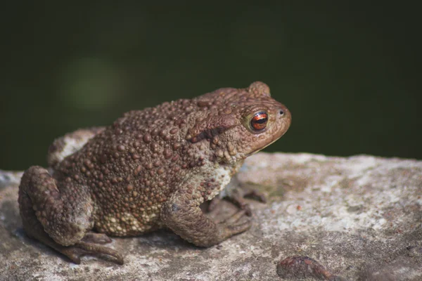 Sapo en una piedra —  Fotos de Stock