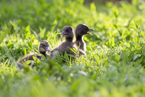 Entchen im Gras — Stockfoto