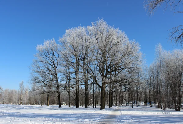 Baumgruppe mit Frost bedeckt und Pfad im Winter gegen die — Stockfoto