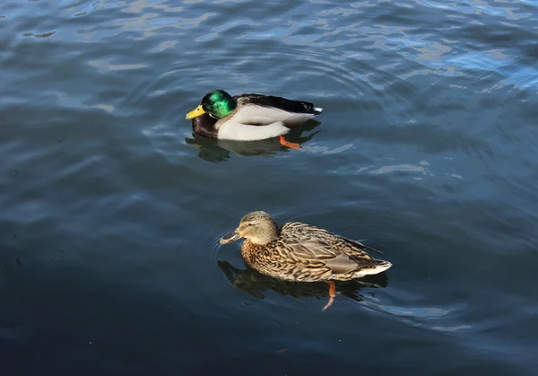 Férfi és női tőkés réce (Anas platyrhynchos) úszni a fehér-tó, a park. — Stock Fotó