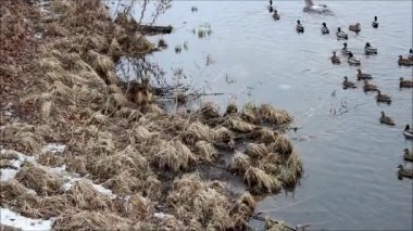 Ördek korkutmayı beyaz kıyı Gölü Gatchina Park, çalışan insan köpeklere bile. Gatchina, Leningrad, Rusya Federasyonu. Bahar 2016.