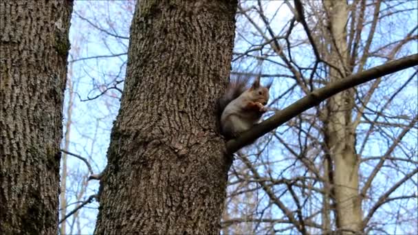 다람쥐 (Sciurus vulgaris)는 참나무 가지에 앉아서 빵 먹고. — 비디오