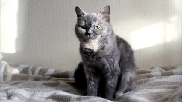 Cat Lisa sits on the couch and basks in the spring sun. — Stock Video