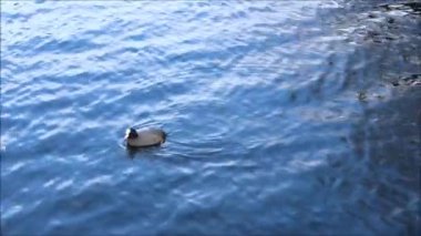Su hen (Gallinula chloropus) beyaz Lake, Gatchina park yüzüyor.