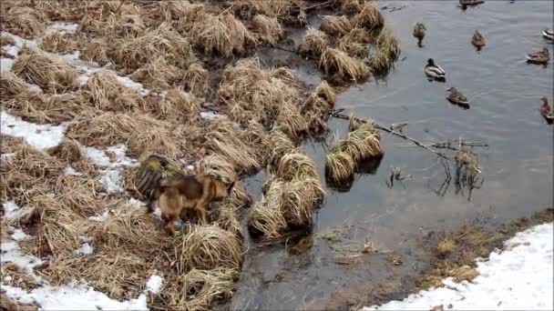 Stray dog running along the shore of White Lake in Gatchina park, scaring the ducks.  Gatchina, Leningrad, Russia. — Stock Video