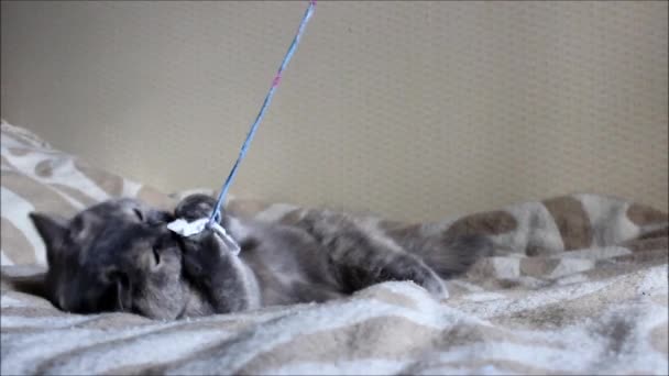 Old cat Lisa are playing with a bow on a string. — Stock Video