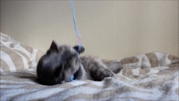 Старая кошка Лиза играет с луком на веревке . — стоковое видео