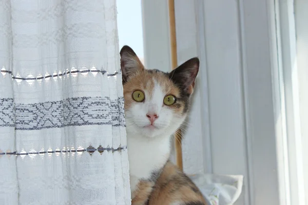 Trois couleurs chat maison jeune Masyanya assis sur un rebord de fenêtre et regarde droit derrière le rideau . — Photo