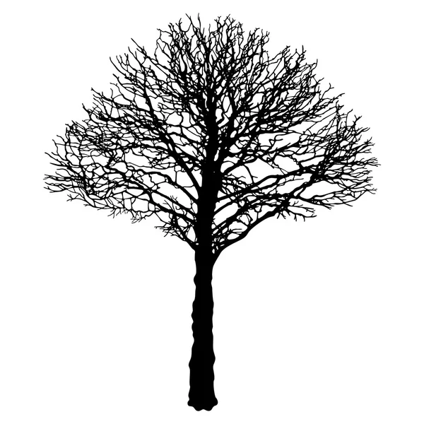 Siyah kentsel ağaç kontur - ıhlamur (Tilia cordata vektör görüntü).