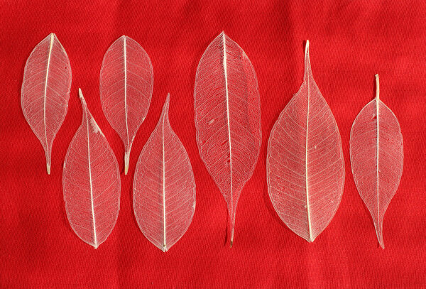 seven skeletonized leaf ficus (Ficus benjamina) on a red background.