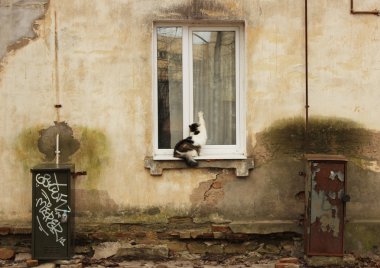 Üç renkli kabarık kedi eski bir ev pencere üzerinde oturuyor.