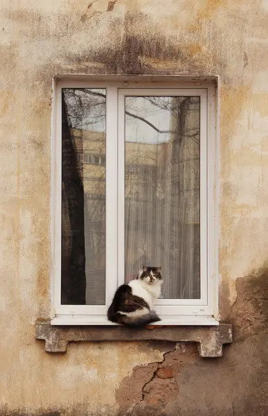 Трехцветный пушистый кот сидит на окне старого дома . — стоковое фото
