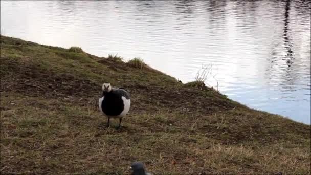 Ganso de macaco de ganso preto (Branta leucopsis) está pastando na primavera de 2016 . — Vídeo de Stock