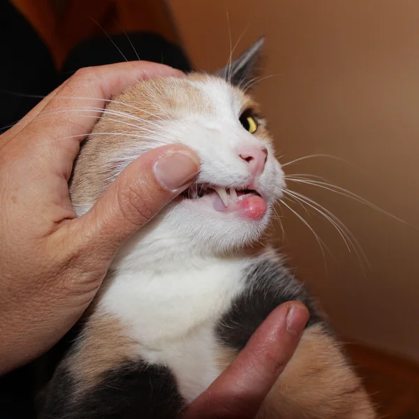 Granulome éosinophile chez les chats allergiques — Photo