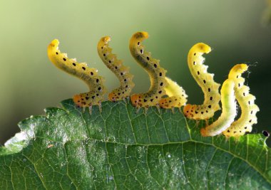 Haşere tırtıl ipek Hyponomeuta malinella