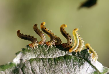 Haşere tırtıl ipek Hyponomeuta malinella