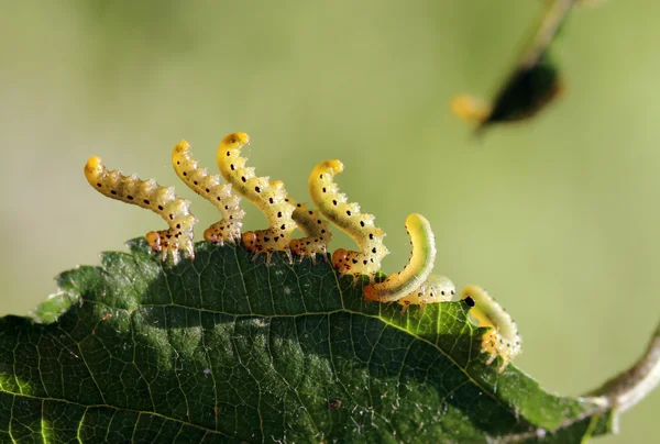 해충의 애벌레 실크 Hyponomeuta malinella — 스톡 사진