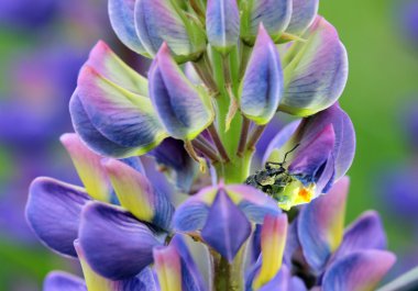 Weevil mavi çiçek lupine petal yiyor
