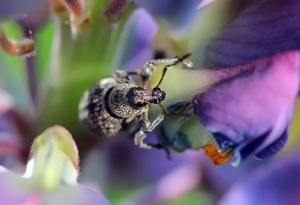Ρυγχωτός κάνθαρος τρώει πέταλο λούπινο μπλε λουλούδι — Φωτογραφία Αρχείου