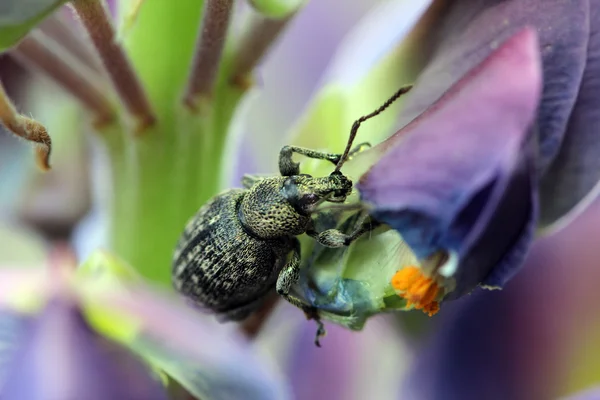Weevil mavi çiçek lupine petal yiyor