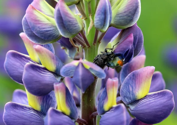Weevil is het eten van bloemblaadje van de bloem Blauwe lupine — Stockfoto