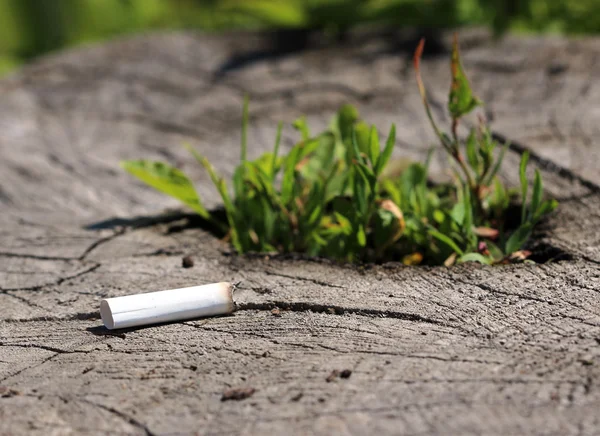 Trozo Cigarrillo Están Acostados Tocón Árbol Germinando —  Fotos de Stock