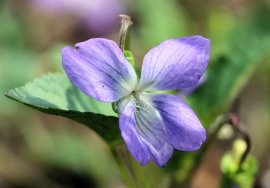 Menekşe çiçek Viola odorata bir ormanda, Bahar.
