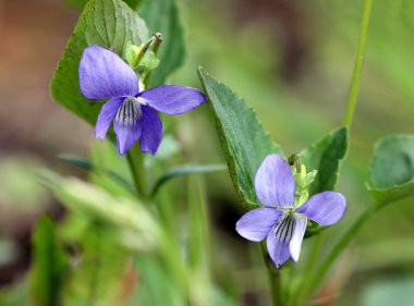 Menekşe çiçek Viola odorata bir ormanda, Bahar.