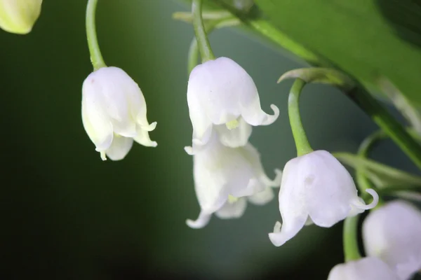 Konwalia Majowa convallaria majalis kwiat — Zdjęcie stockowe