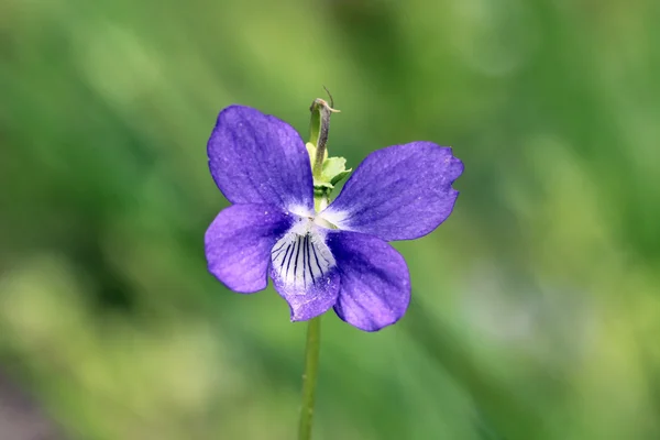 Flor violeta Viola odorata en un bosque, primavera . — Foto de Stock