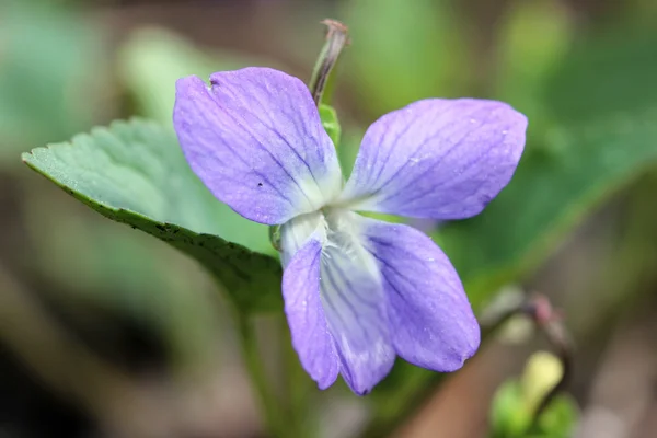 Фиолетовый цветок Виола аромат в лесу, весна . — стоковое фото
