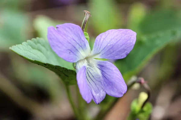 Violet flower Viola odorata in a forest, spring. — Stock Photo, Image