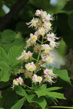 Kestane çiçek castanea ağaçta çiçek açan