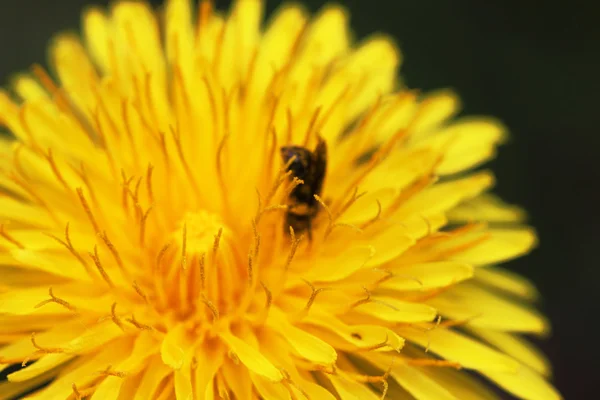 Macro photo of a dandelion flowers and bumble bee — Stock Photo, Image