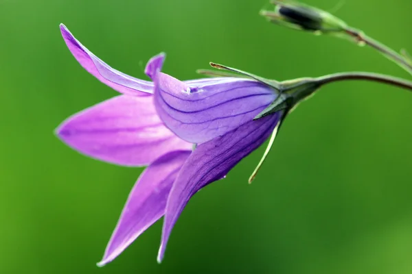 Весенний одинокий колокол Campanula — стоковое фото