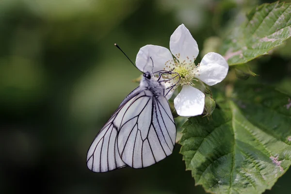 White Butterfly flower summer — Stock Photo, Image