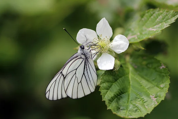 Vit fjäril blomma sommaren — Stockfoto