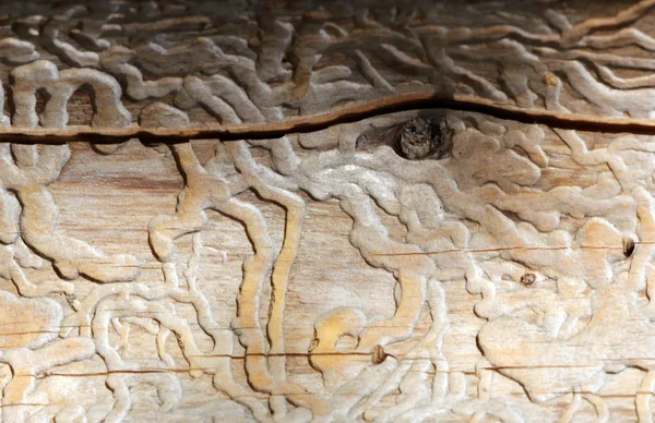 Traces of beetles under the bark on a spruce tree — Stock Photo, Image