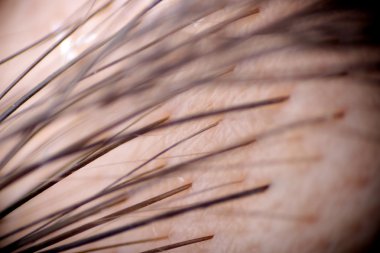 Makro fotoğraf kaş saç