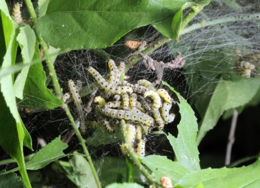 tırtıllar codling güve