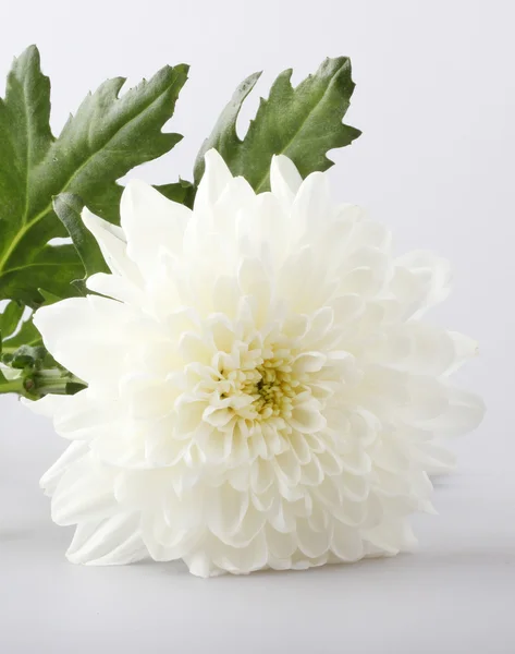 Blomma en vit krysantemum — Stockfoto