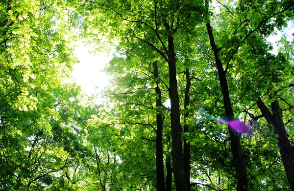 Sonnenlicht im grünen Wald — Stockfoto