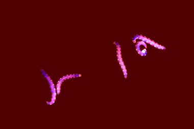 tırtıllar codling güve