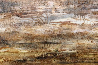 Ladin ağaç kabuğu altında böcekler izleri