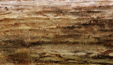 Ladin ağaç kabuğu altında böcekler izleri