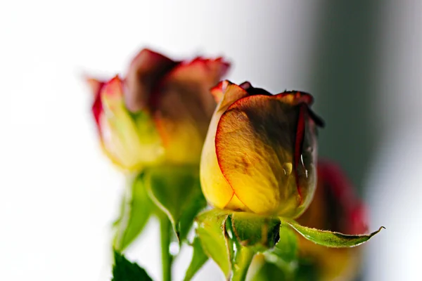 Makro fotoğraf bush benekli kırmızı gül — Stok fotoğraf