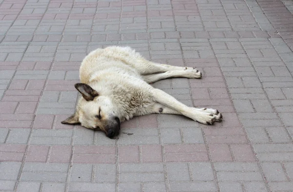 Chien beige mixte dormant sur le trottoir — Photo