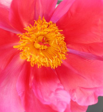 beyaz zemin üzerine kırmızı Şakayık