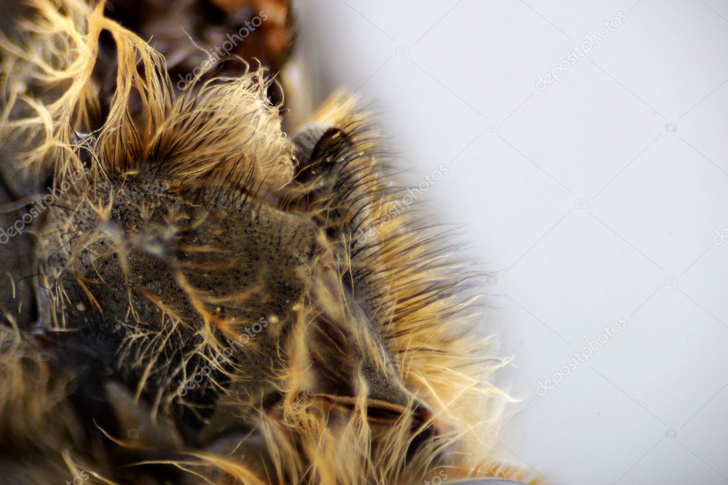 macro picture gadfly back Hypoderma Tarandi with hairs